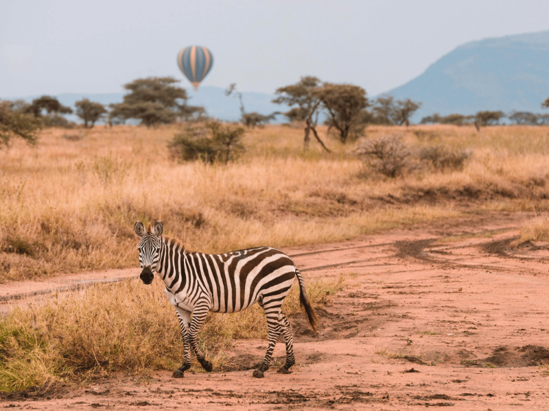 An image of a destination named Tarangire National Park posted on Forbhic Travel website.