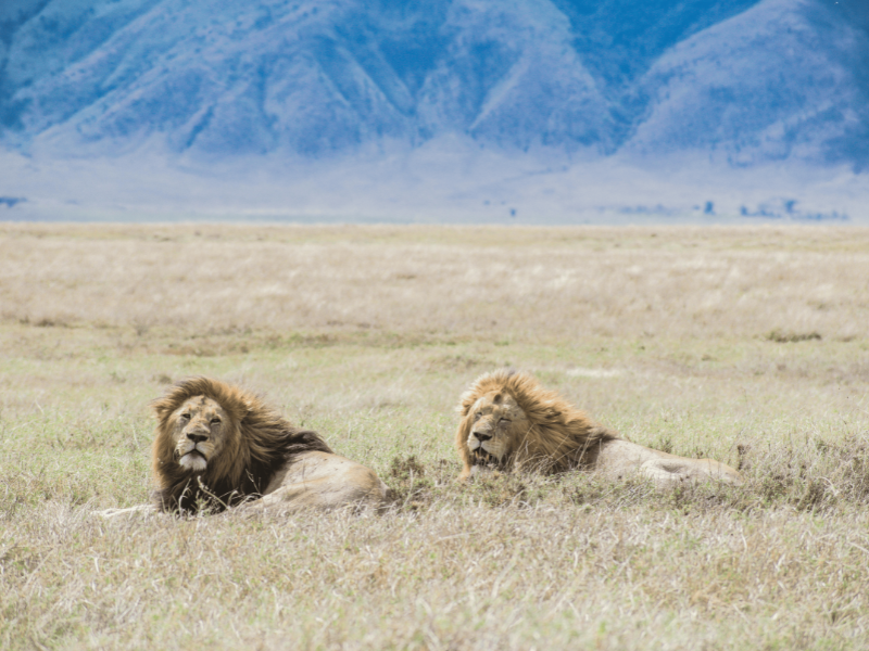An image of a tour package on Forbhic Travel official website with a title that says Ngorongoro Crater 2-Day Safari.