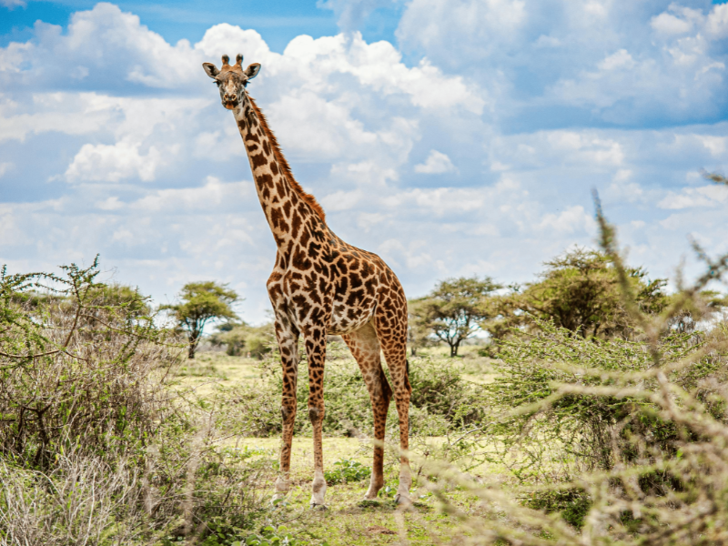 An image of a tour package on Forbhic Travel official website with a title that says Serengeti 3-Day Wildlife Adventure.